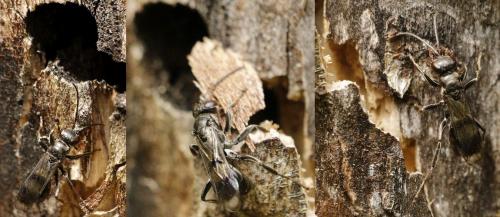 Dipogon subintermedius